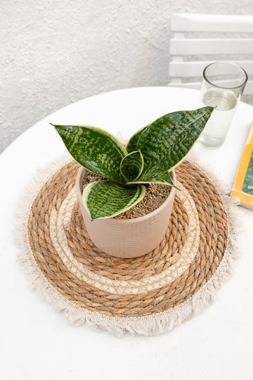 Sansevieria Enana