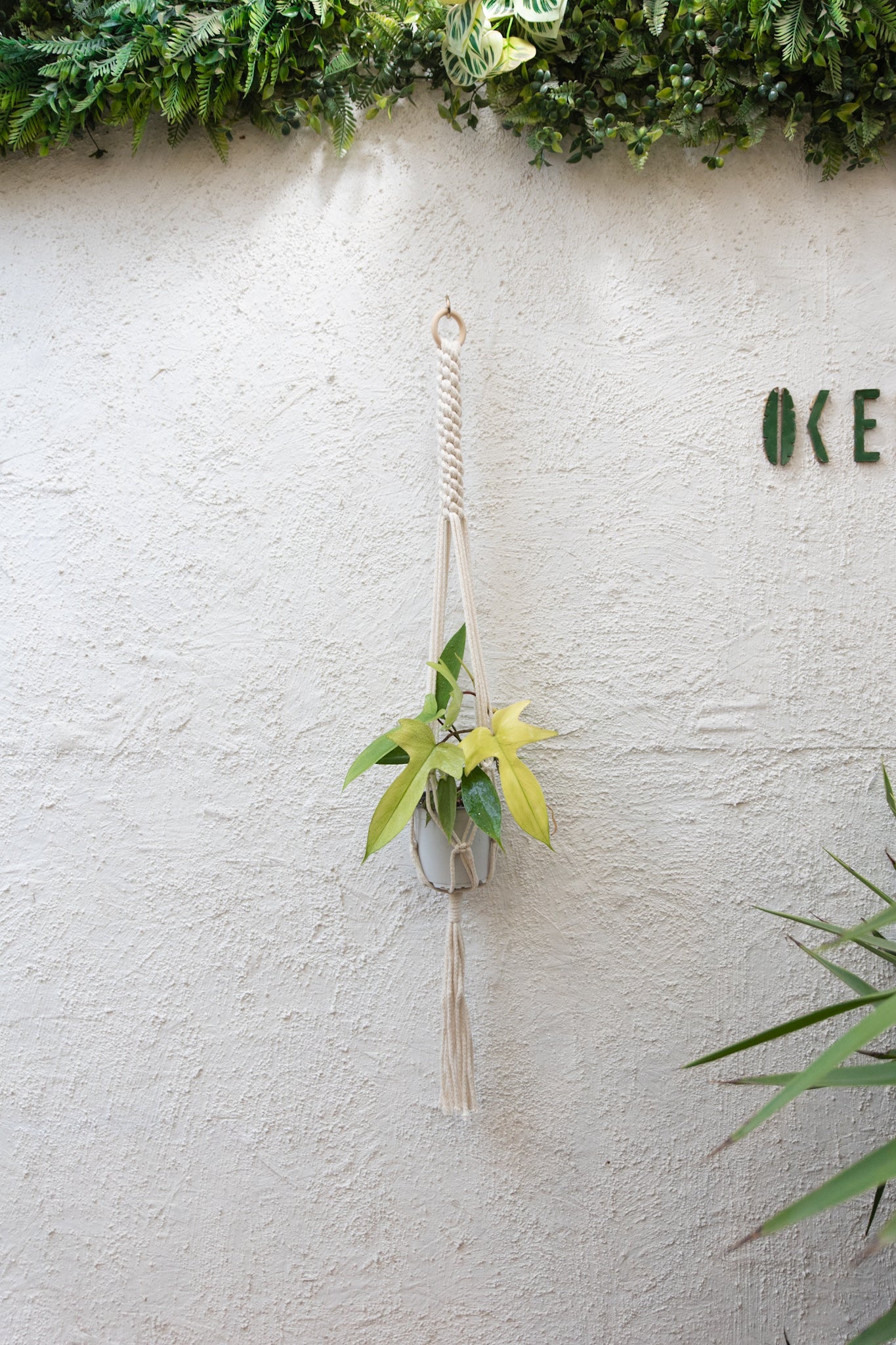 Colgante Macramé Planta Boldo