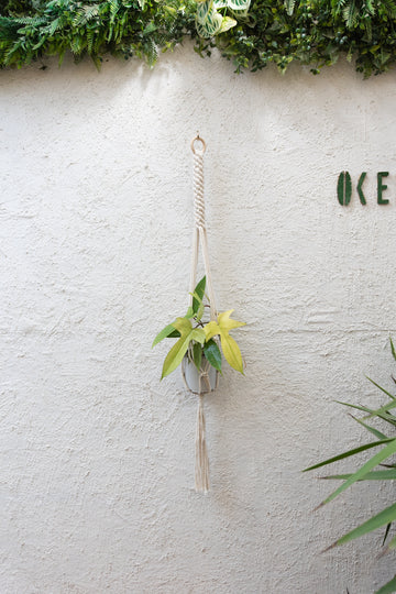 Colgante Macramé Planta Boldo