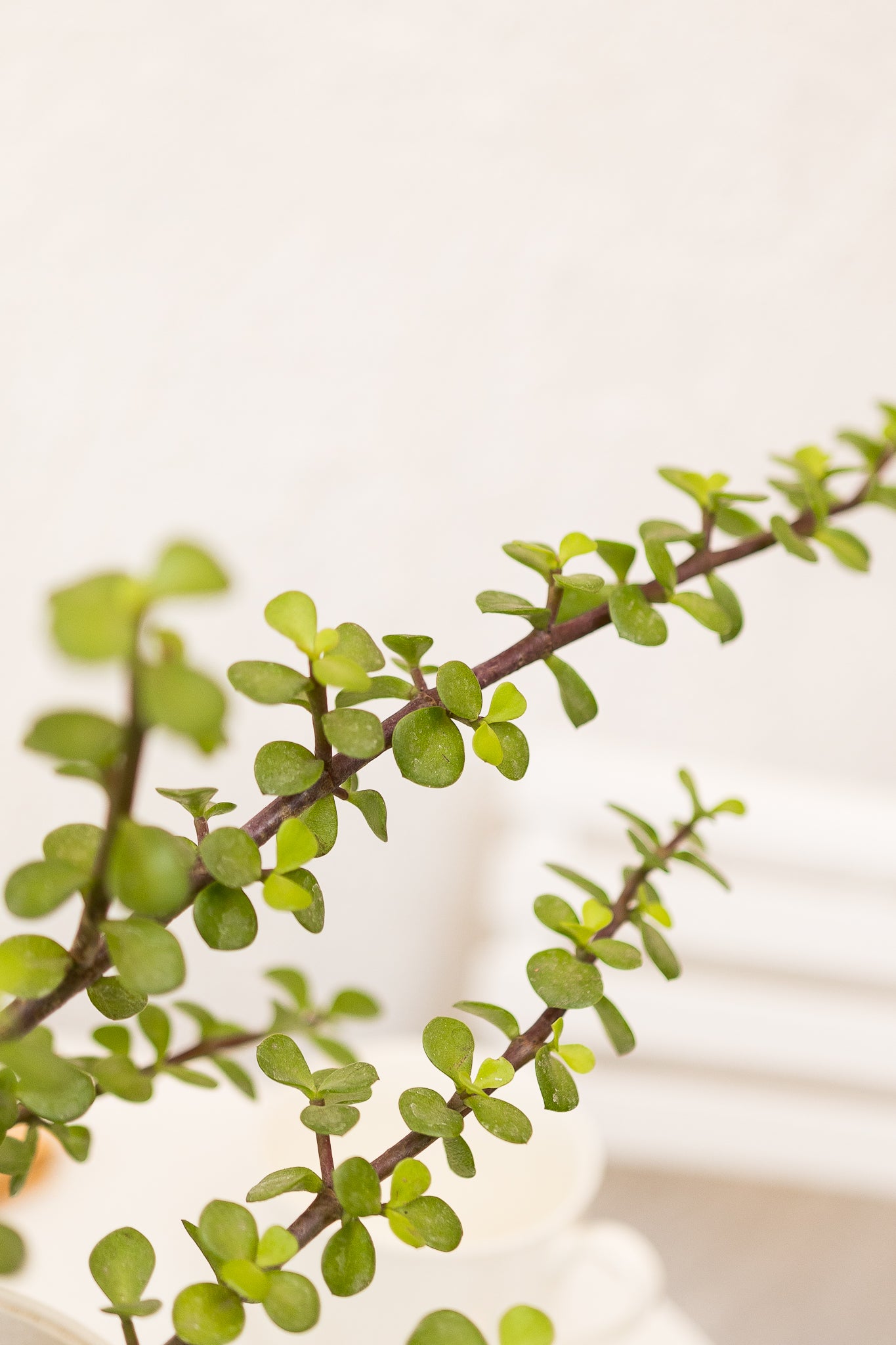 planta de jade es de interior o exterior Árbol de Jade · Planta suculenta de interior | Comprar
