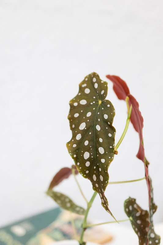 Begonia Maculata