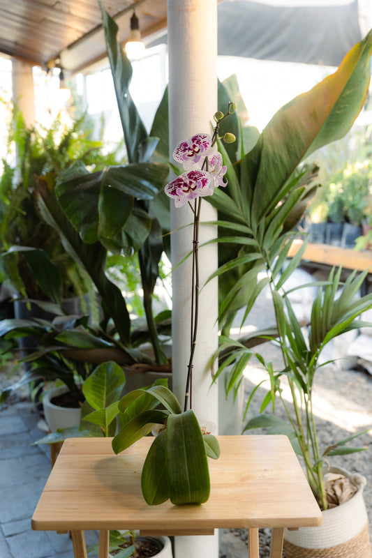 Orquídea