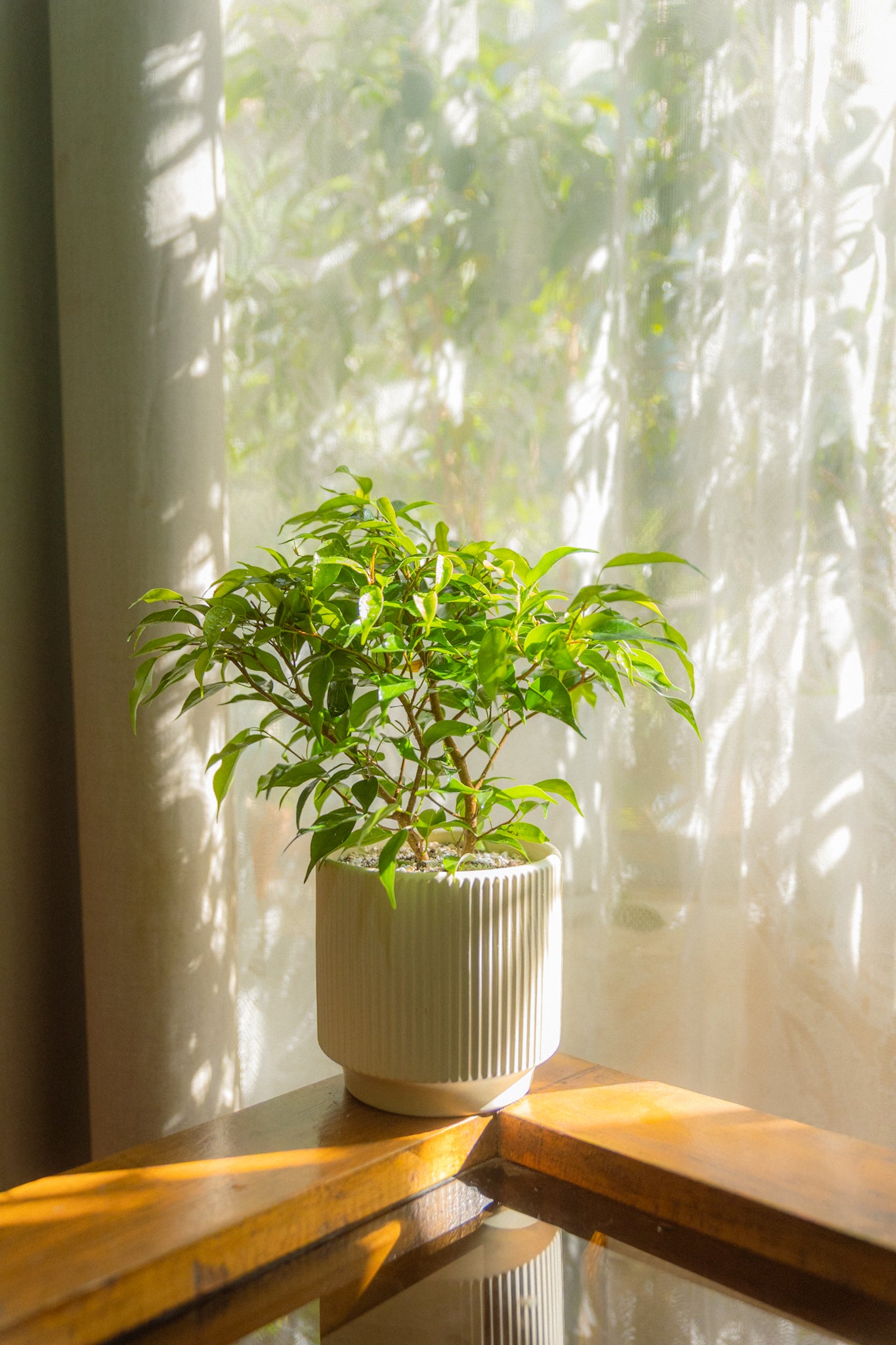 Ficus Bonsái
