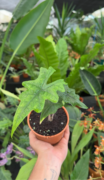 Alocasia Jacklyn