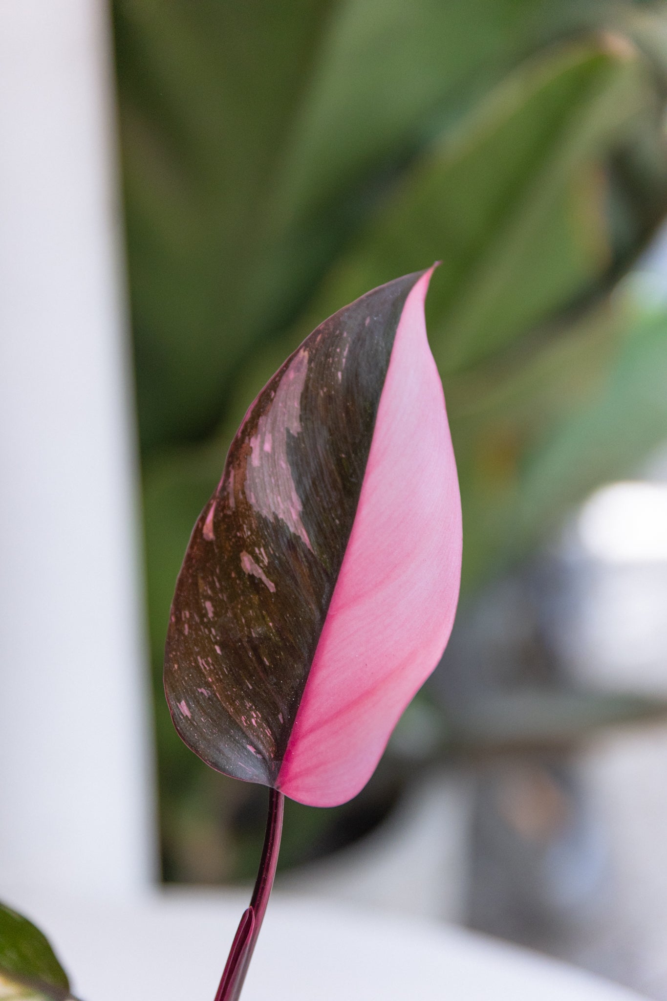 Philodendron Pink Princess | Comprar planta | Kenaz Chile