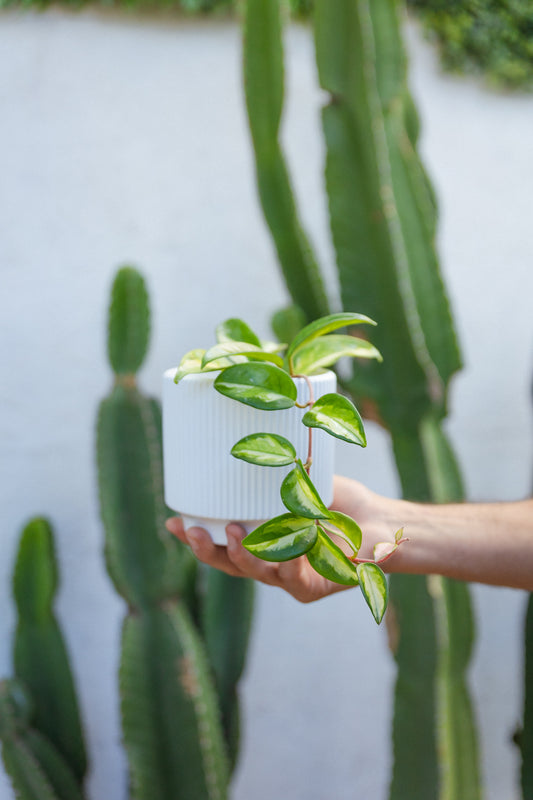 Hoya Krimson Princess Clepia