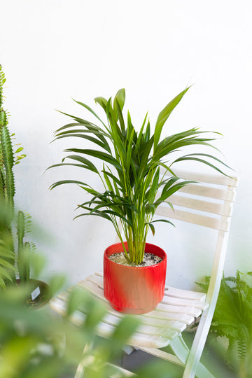 Palmera areca