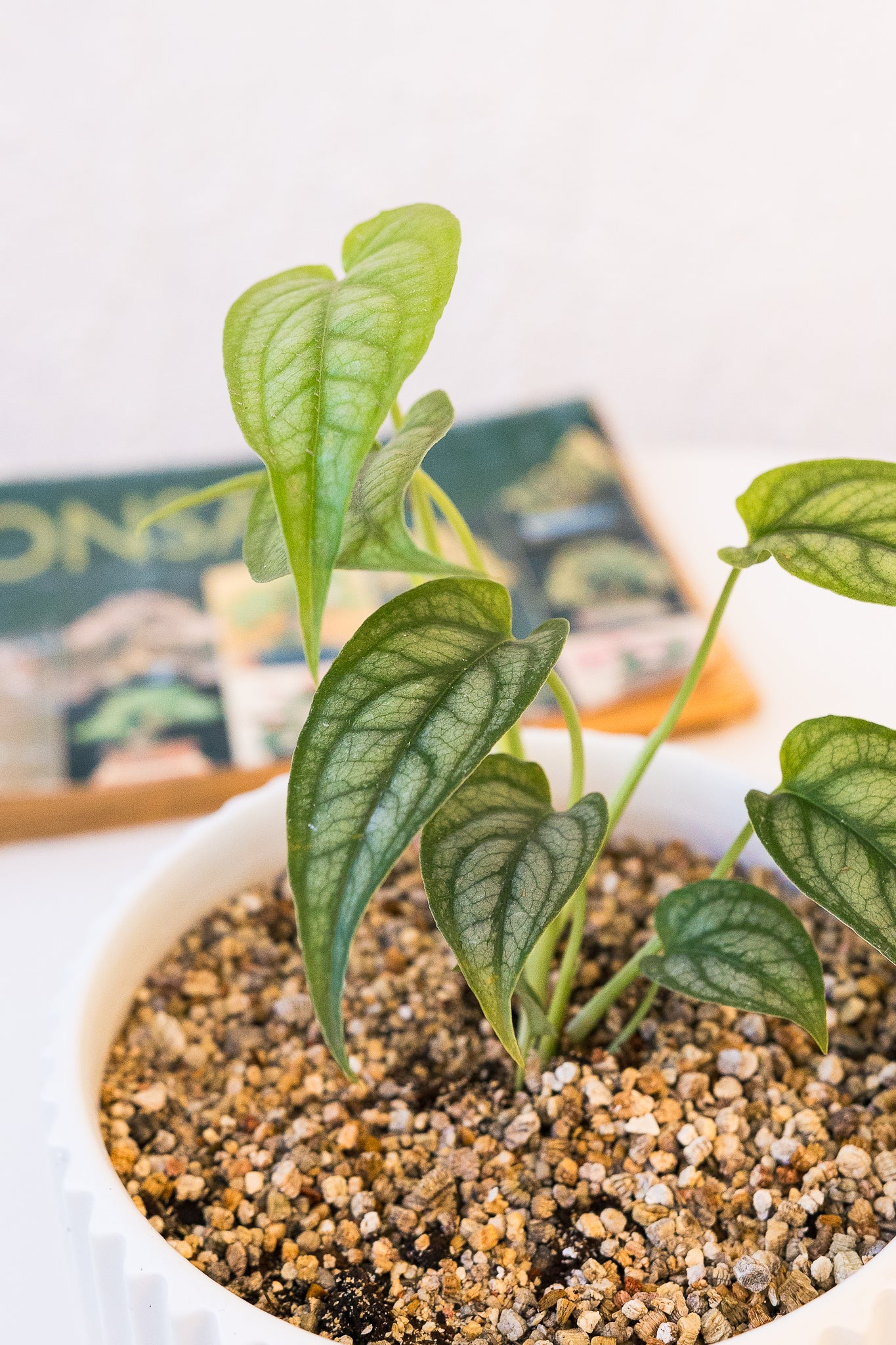 Monstera Siltepecana | Monstera plateada | Comprar | Kenaz Chile