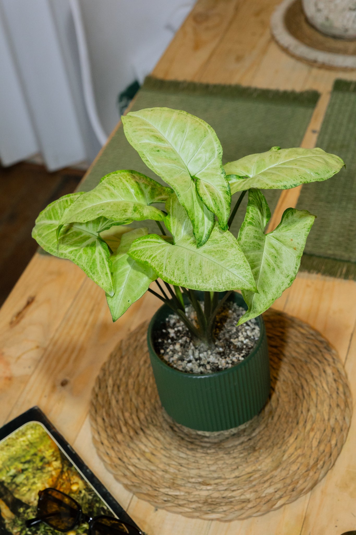 Singonis Singonio · Syngonium | Comprar planta de interior | Kenaz Chile