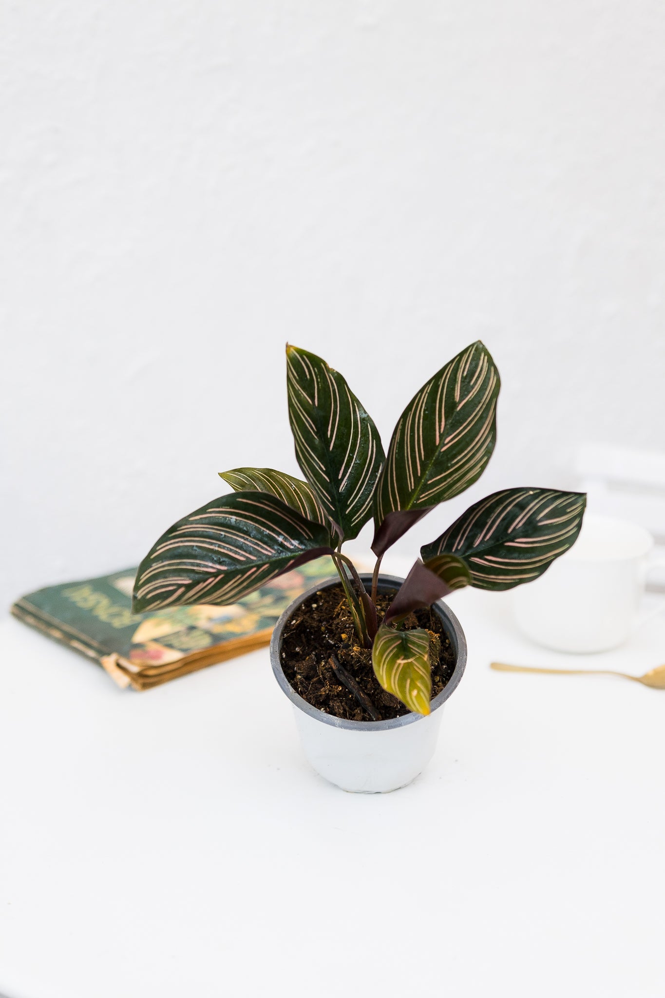 Calathea Ornata