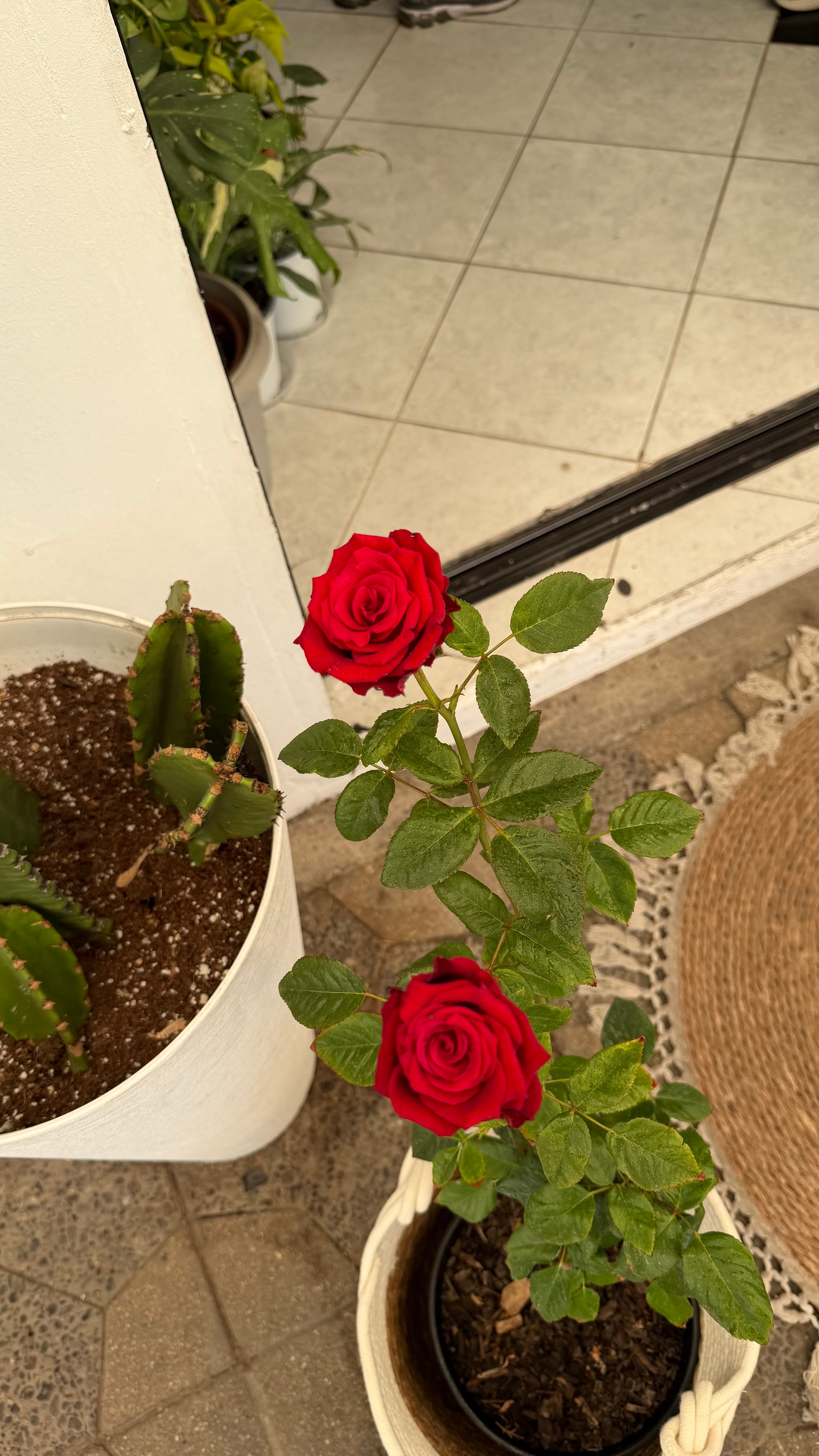 Rosa