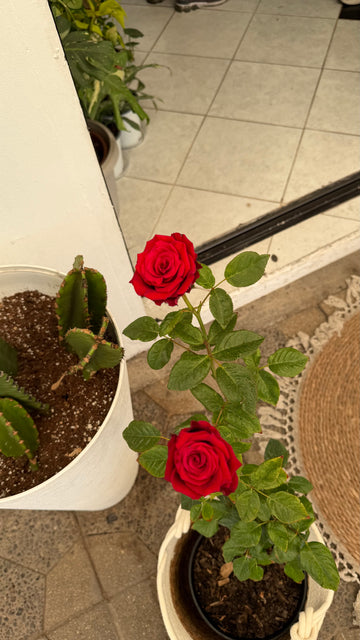 Rosa