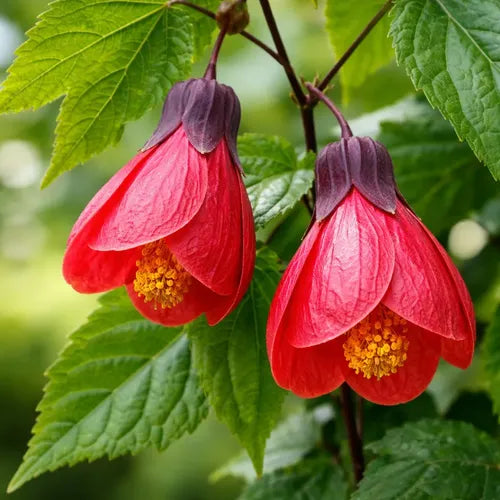 Abutilon o flor de colibri