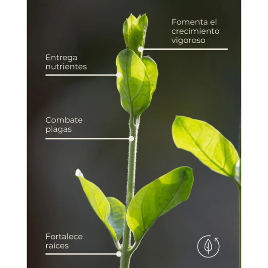Bio Plant Food - Fertilizante Biológico con Microorganismos Benéficos