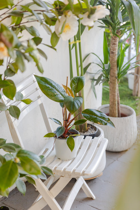 Philodendron Imperial Congo Red