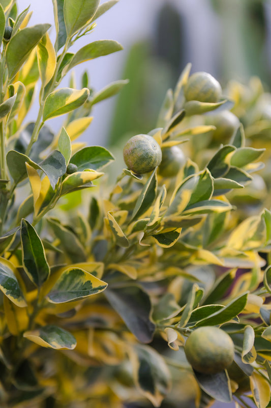 Mandarina Variegada