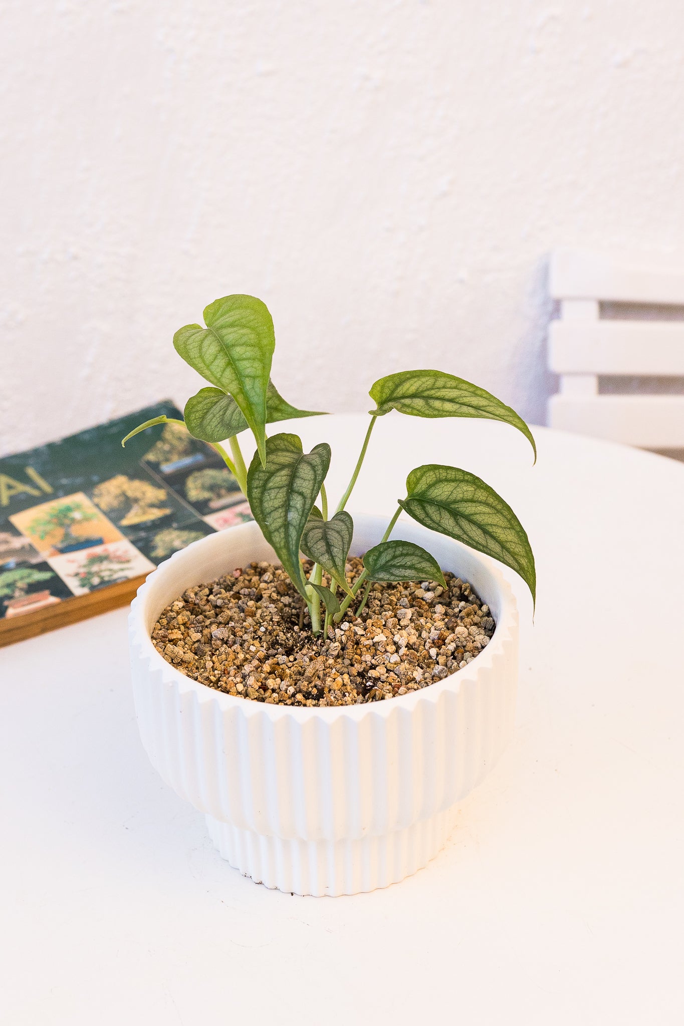 Monstera Siltepecana | Monstera plateada | Comprar | Kenaz Chile