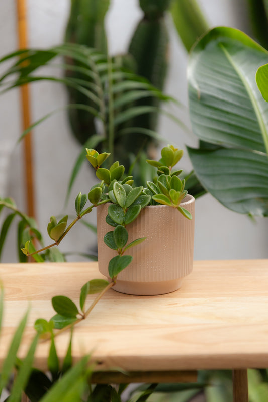 Peperomia Hope