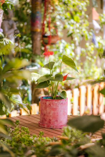 Anturio con flor (Anthurium andraeanum)