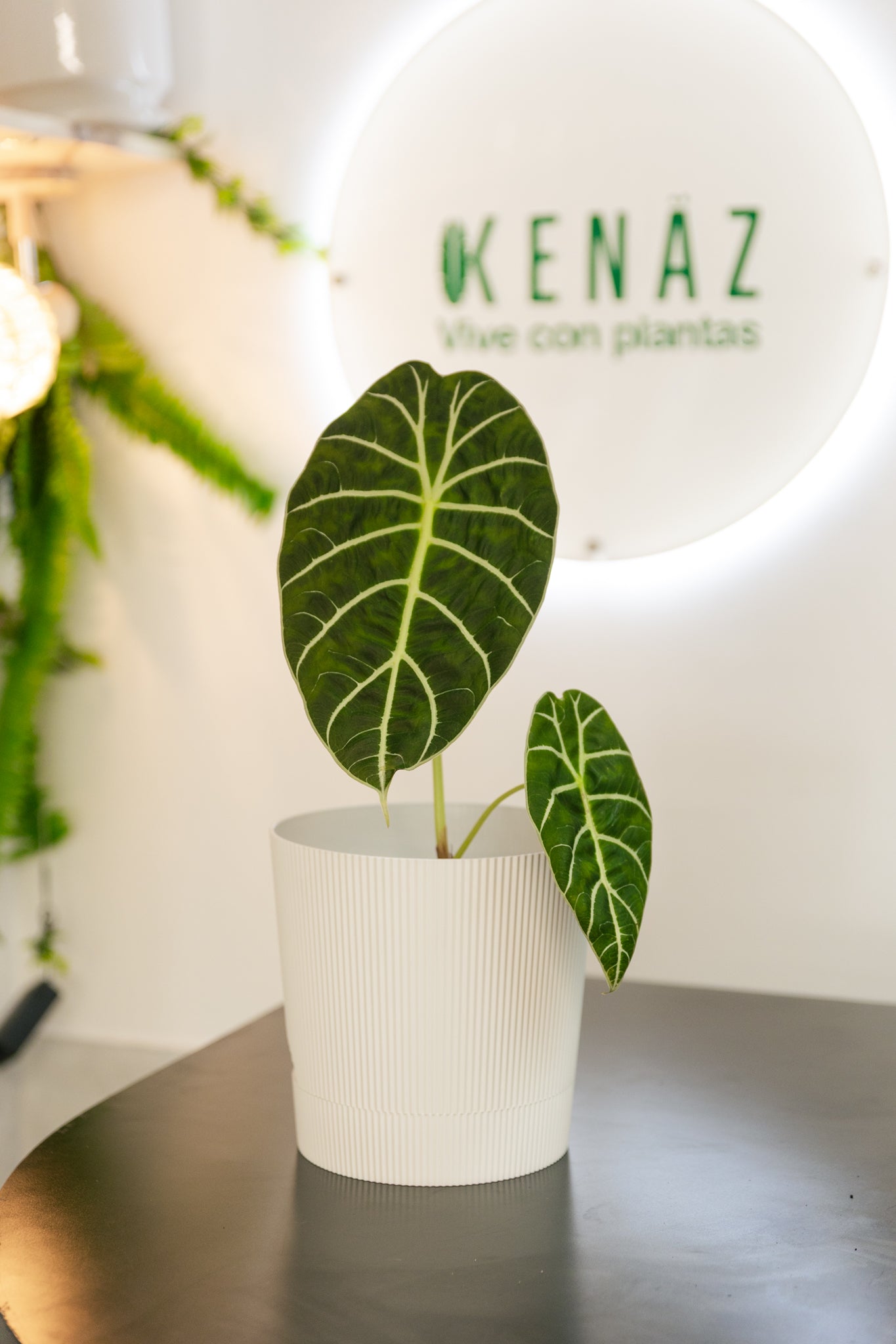 Macetero Autorregante Industrial