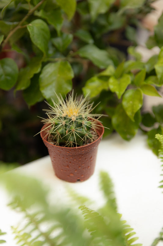 Cactus Mini