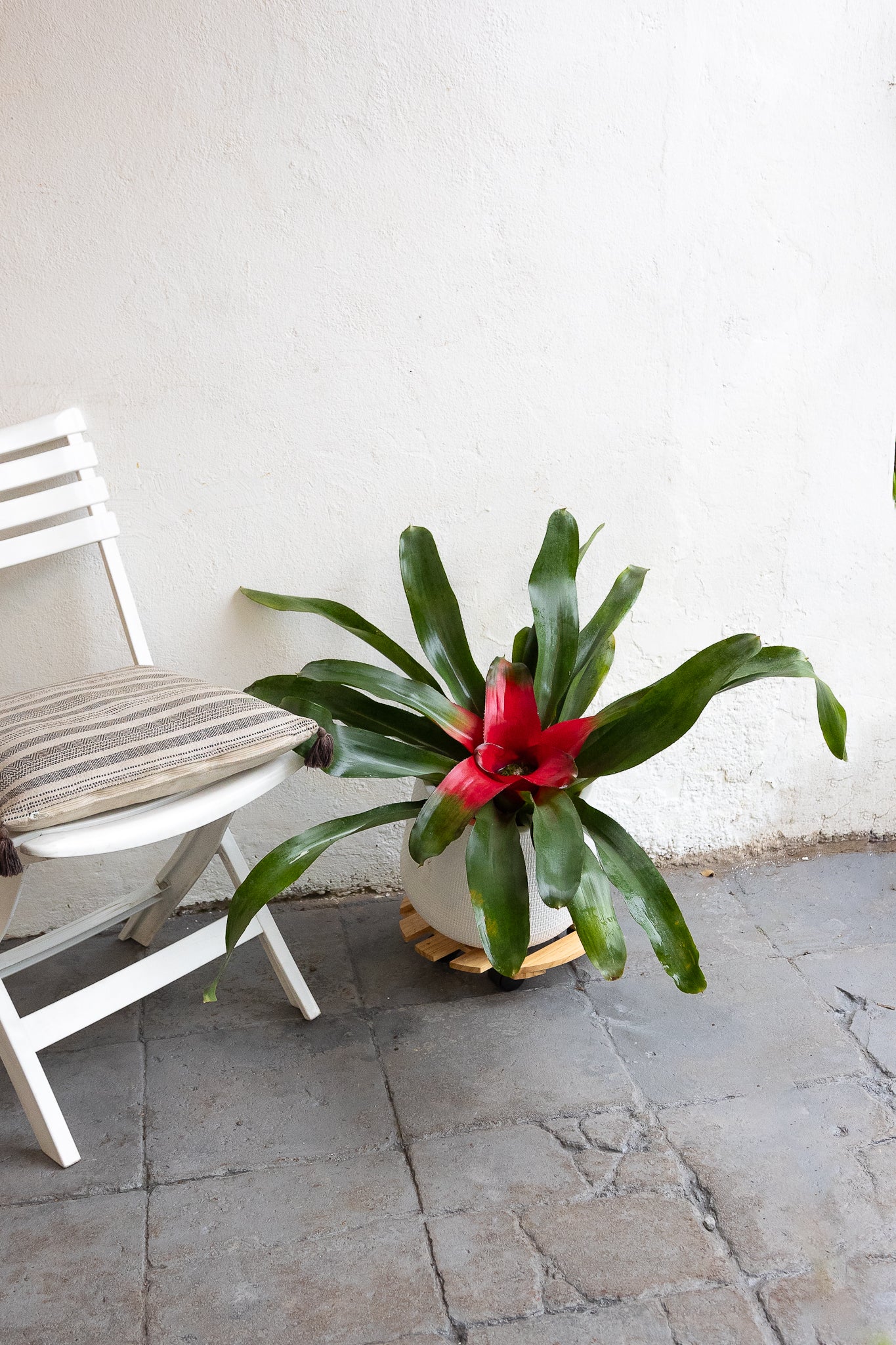 Bromelia
