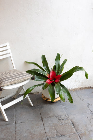 Bromelia