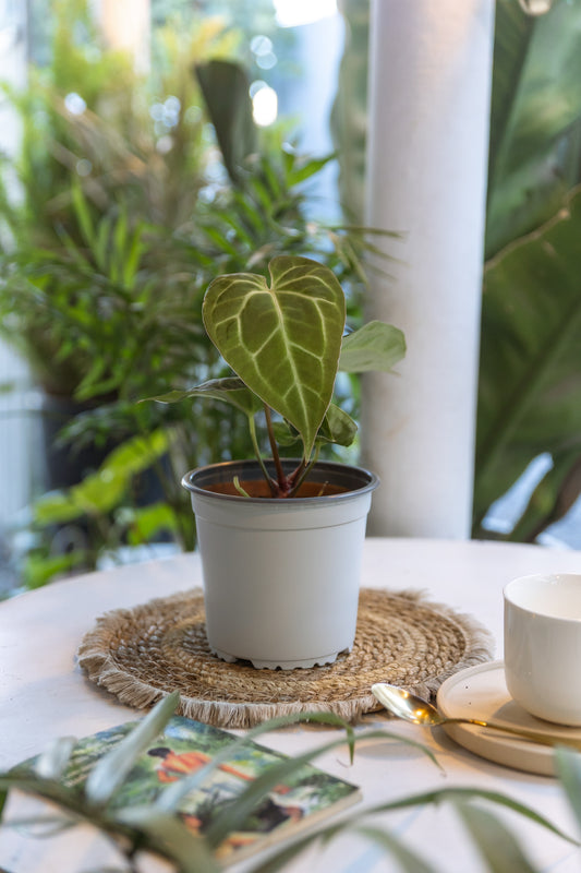 Anturios Cristalinum