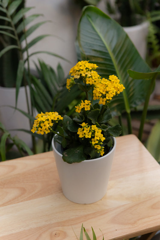 Kalanchoe blossfeldiana
