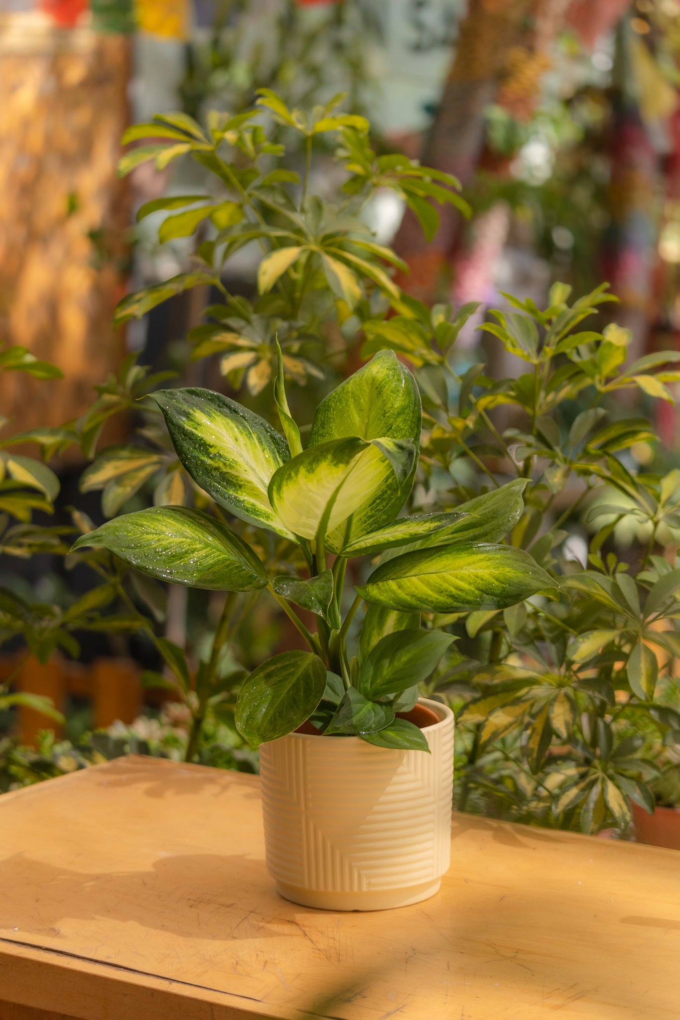 dieffenbachia amoena flor Dieffenbachia Amoena | Planta de interior tropical | Comprar