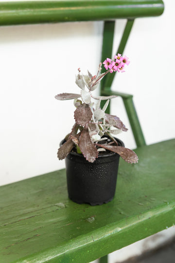 Kalanchoe Pumila