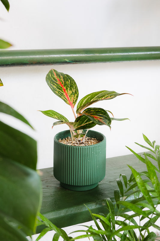Aglaonema Red Esmerald