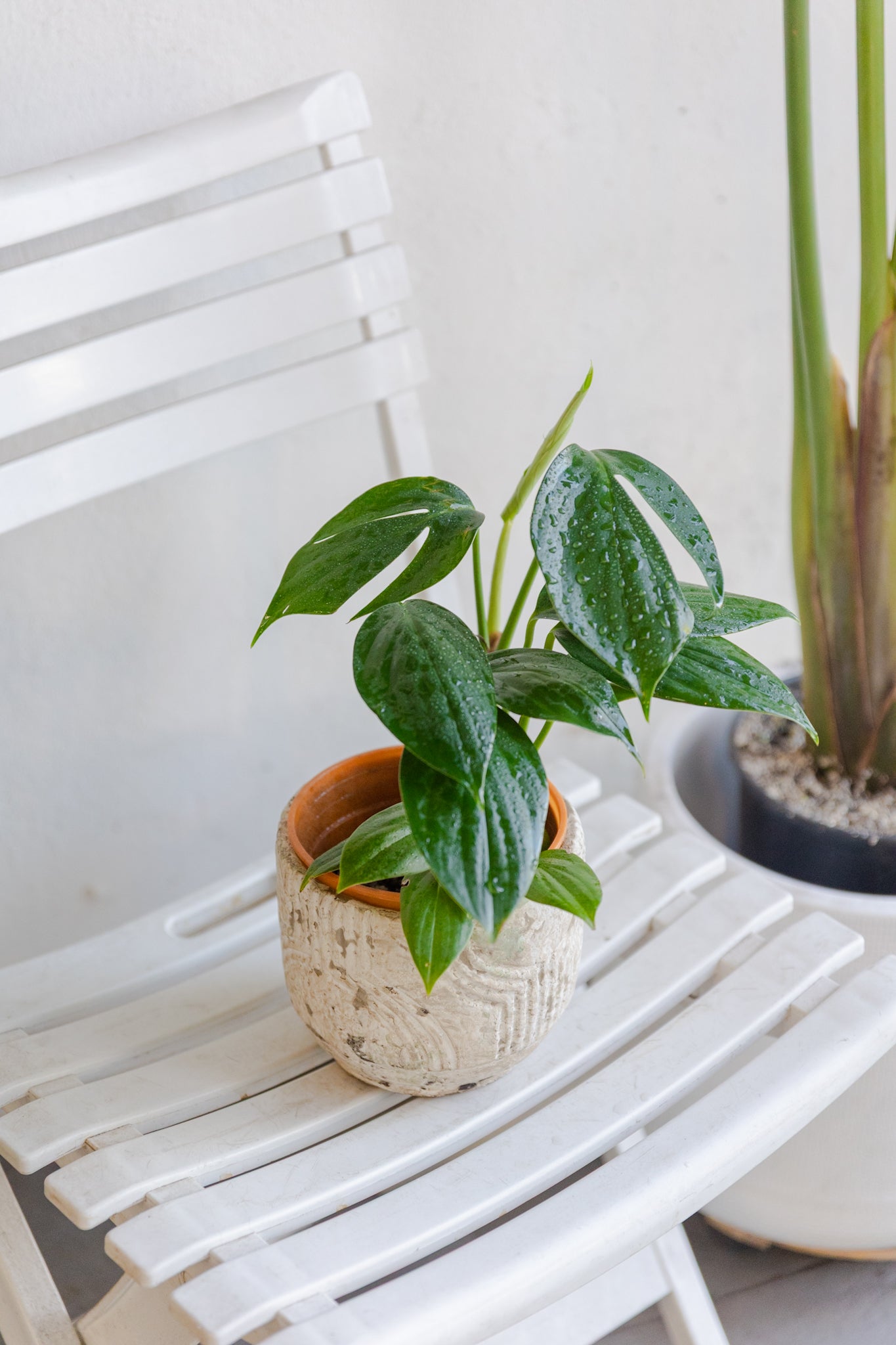 Epipremnum aureum (Pothus)