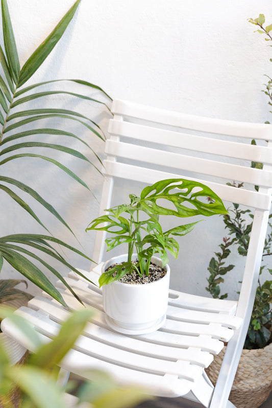 Monstera Adansonii