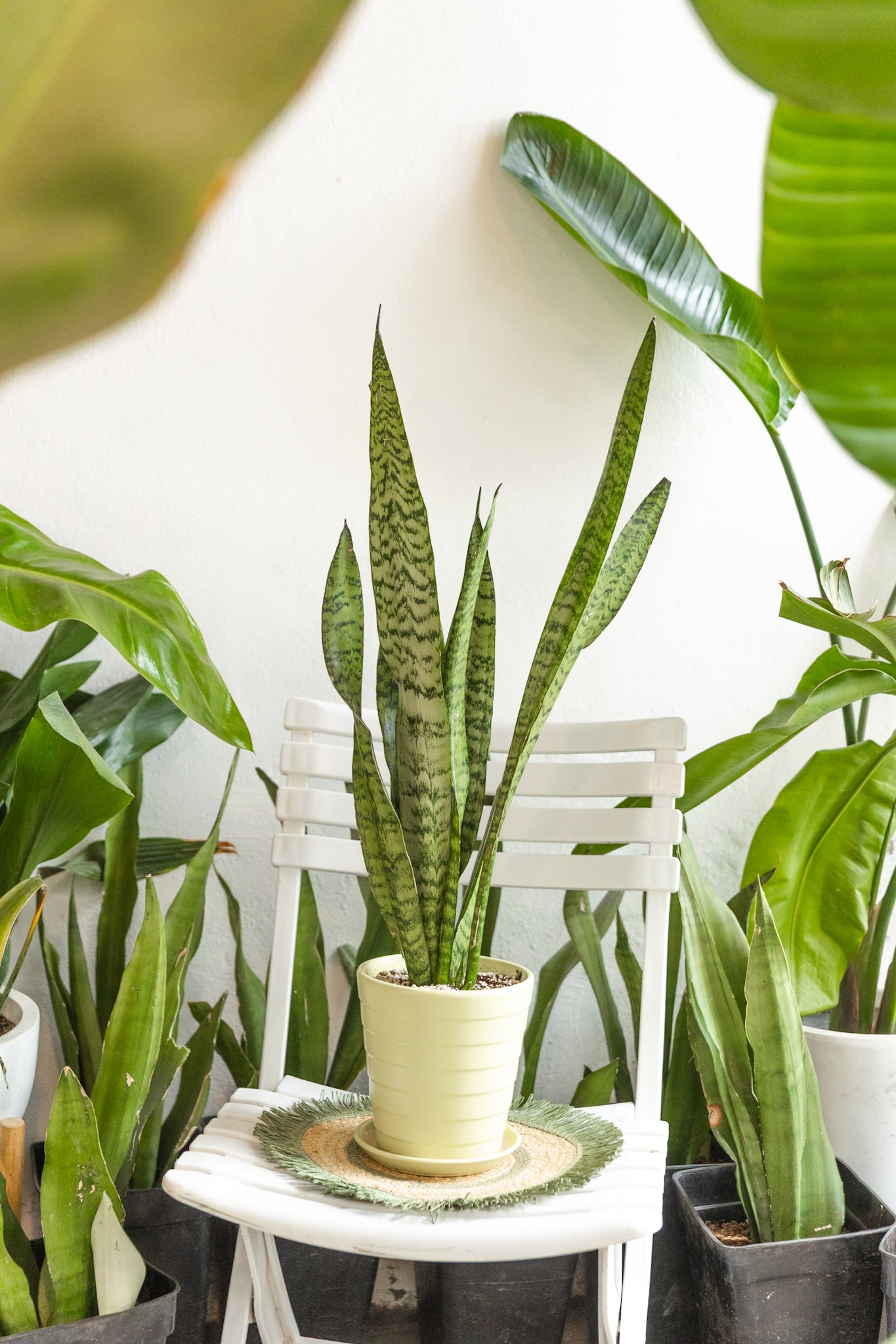 sansevieria zeylanica cuidados Sansevieria Zeylanica | Lengua de suegra rayada | Comprar