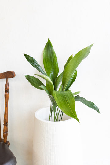 Aspidistra