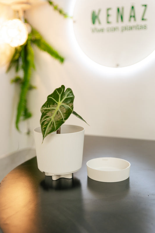 Macetero Autorregante Industrial