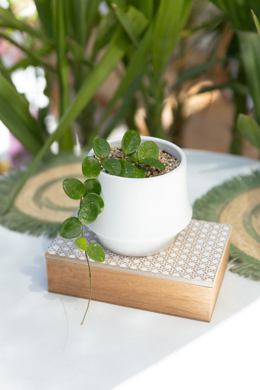 Hoya Mathilde Clepia