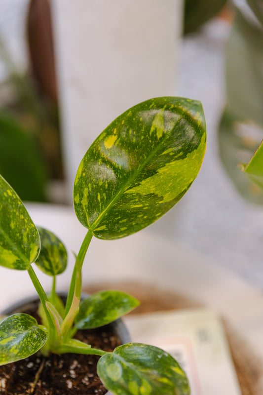 Filodendro Congo Híbrido Variegado