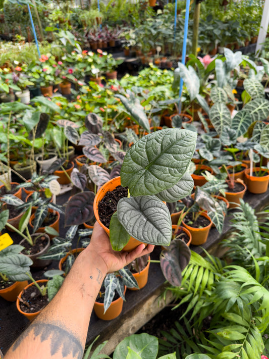 Alocasia Melo