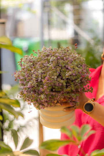 Callisia Pink Lady Repens