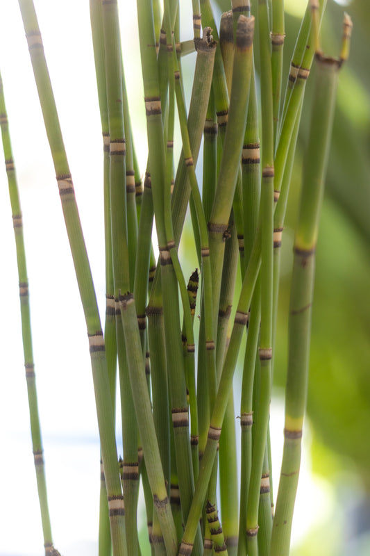 Equisetum Cola de Caballo