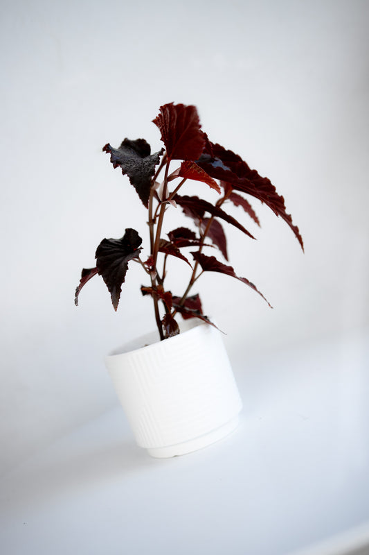 Begonia Black Moon