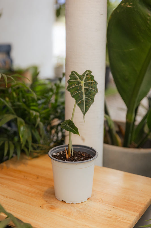 Alocasia Amazonica