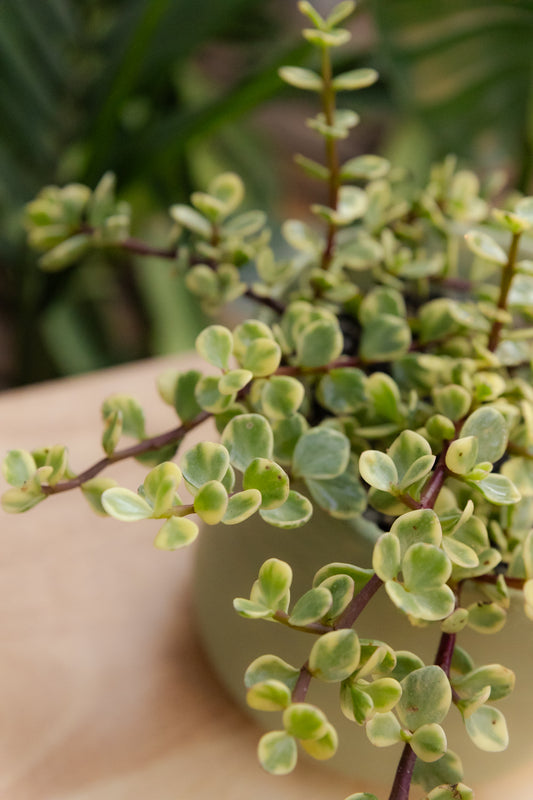 Jade Variegado
