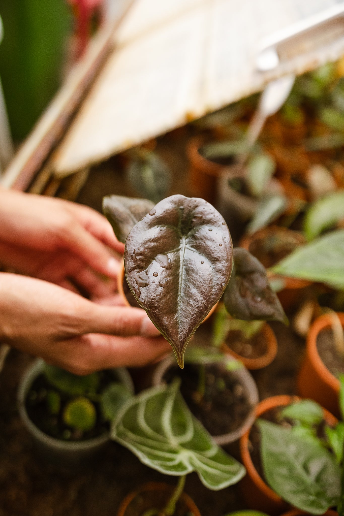 Alocasia cuprea