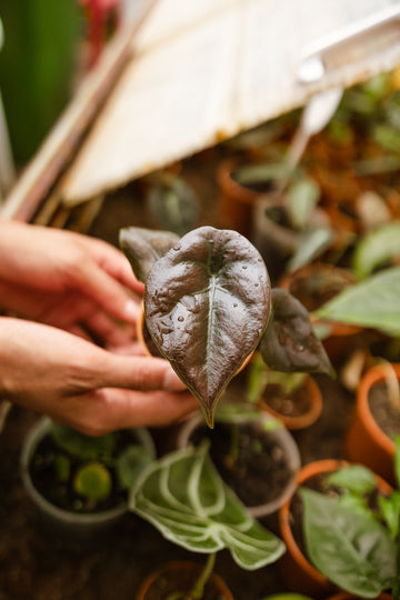Alocasia cuprea