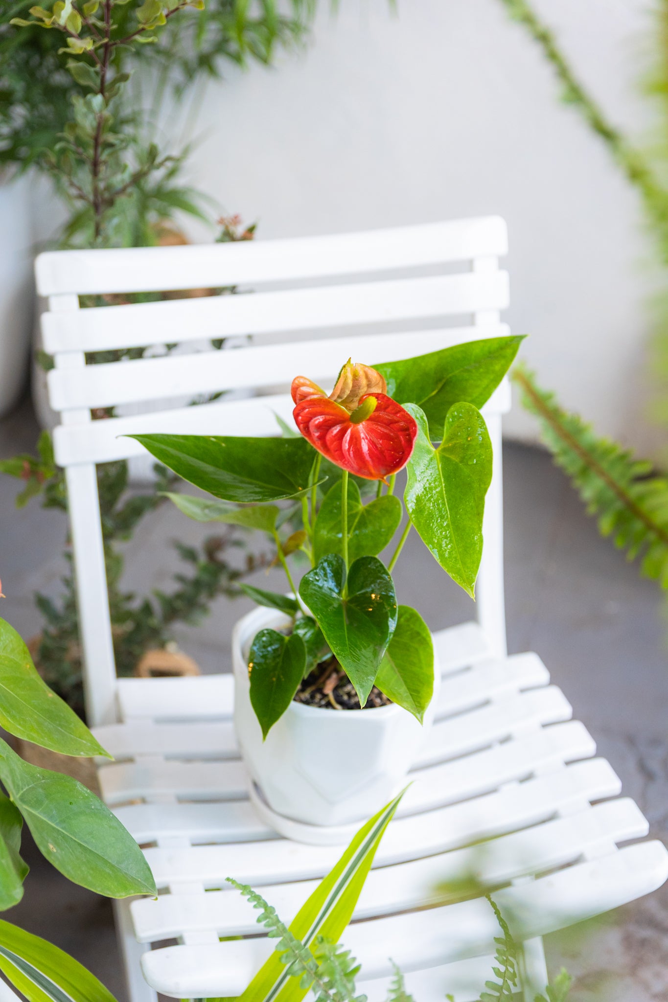 Anturio con flor (Anthurium Andreanum)