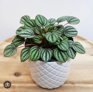 Peperomia Piccolo Banda