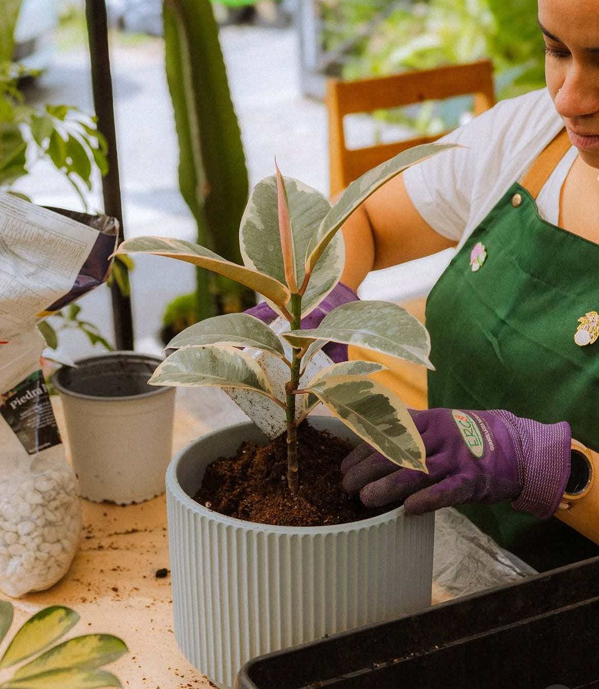 Servicio de Mantención de Plantas a Domicilio / Oficina